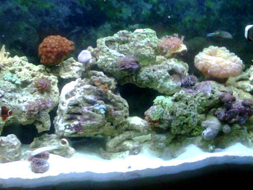 The Reef Tank