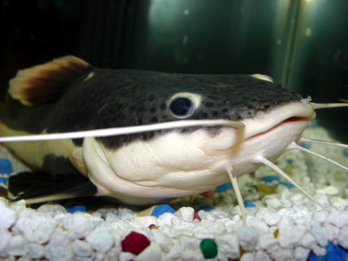South America Red Tail Catfish
