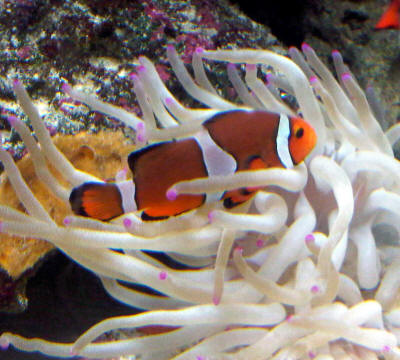 Bahamas - 07/10 (clown fish)