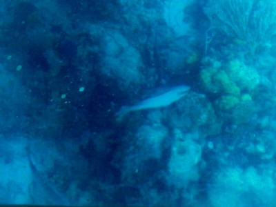 Bahamas - 07/10 (Coral Reef from the glass bottom boat)