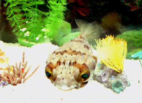 Mr. Fish - Porcupine Puffer