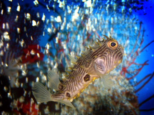 Striped Burrfish (aka Spiny Box Fish)