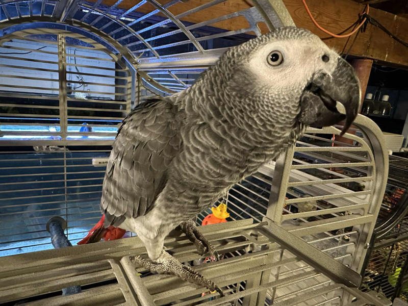 Stanley - African Grey Parrot
