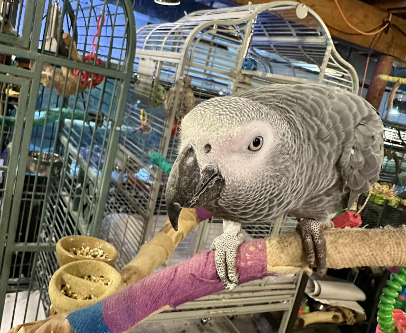 Stanley - African Grey Parrot